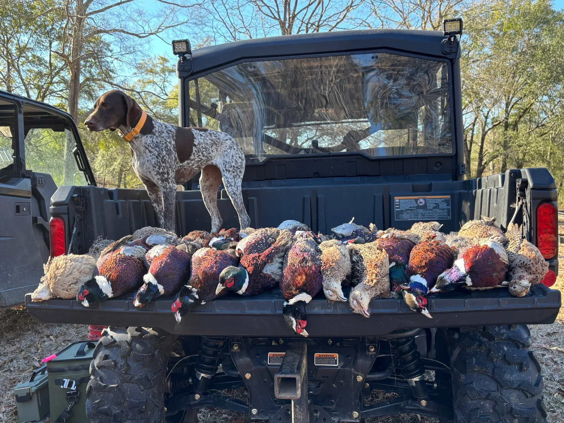 A German shorthaired pointer standing over a tailgate lined with pheasants